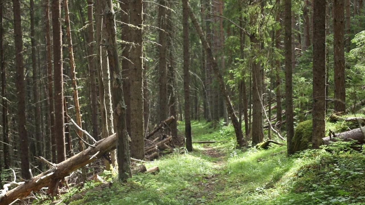 Cozy Stuga - Mountain View Ramsele Eksteriør billede